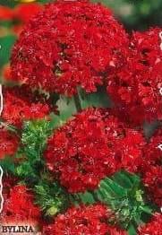 Scarlet Lychnis (Lychnis chalcedonica) 1g