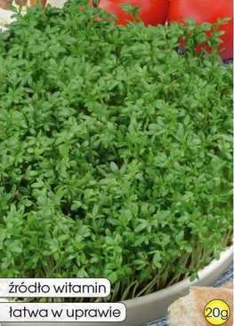 Rzeżucha ogrodowa 20g (Lepidium sativum)