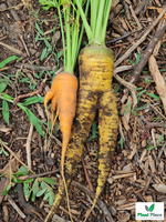 Marchew jadalna mieszanka wielobarwna 2g (Daucus carota)