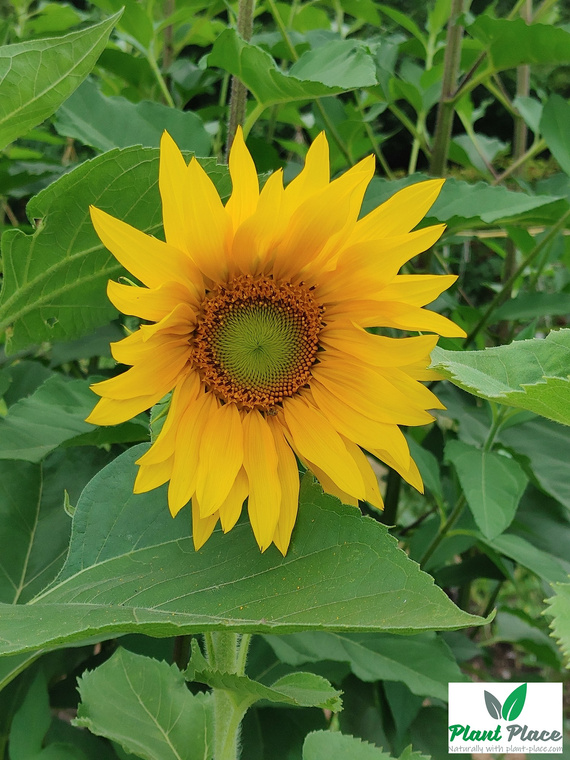 Słonecznik ogrodowy jadalny 20g (Helianthus annuus)
