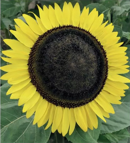Medium-tall decorative sunflower AMOR ARNOLD yellow 2g (Polish Flowers) (Helianthus annuus)