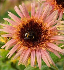 Decorative sunflower ASTRA ROSE 1g (Polish Flowers) (Helianthus annuus)