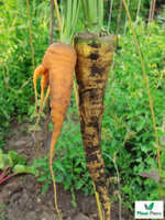 Marchew jadalna mieszanka wielobarwna 2g (Daucus carota)