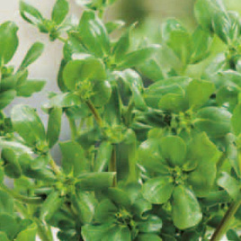 Green vegetable purslane 0.5g (Portulaca oleracea)