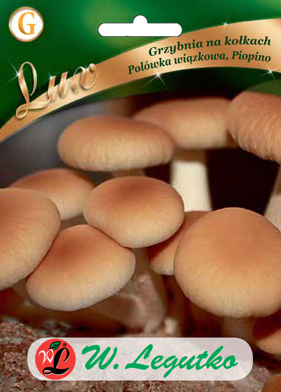 Grzybnia na kołkach Polówka wiązkowa Piopino 20 szt. (Agrocybe aegerita)