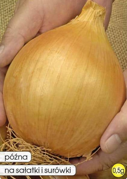 Onion AILSA CRAIG 0.5g (Allium cepa)