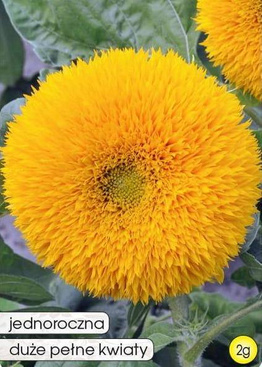 Słonecznik ozdobny SONNENGOLD niski żółty 2g (Helianthus annuus fi. pl.)