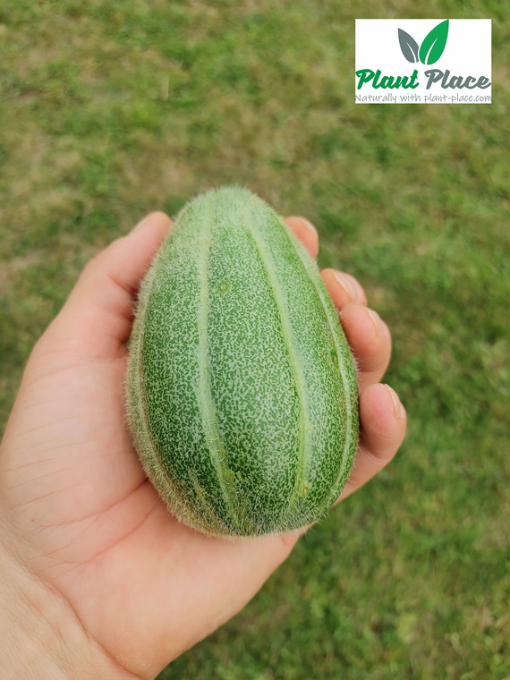 Ogórek melonowy CAROSELLO BARESE 2g (Cucumis adzur)