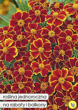 Aksamitka pojedyncza ELIZA brzoskwiniowo-karmazynowa 1g (Tagetes patula nana)