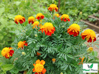 Aksamitka rozpierzchła ORANGE FLAME 1g (Tagetes patula nana)
