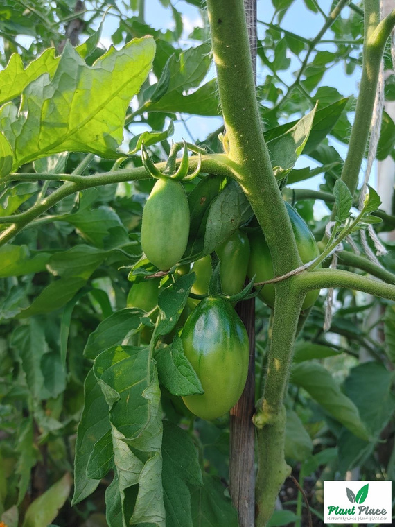 San Marzano 2 Tomato under cover 0.2g (Solanum lycopersicum L.)