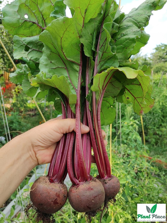 Red Beetroot BALL 2 - RED BALL REW 20g (Beta vulgaris)