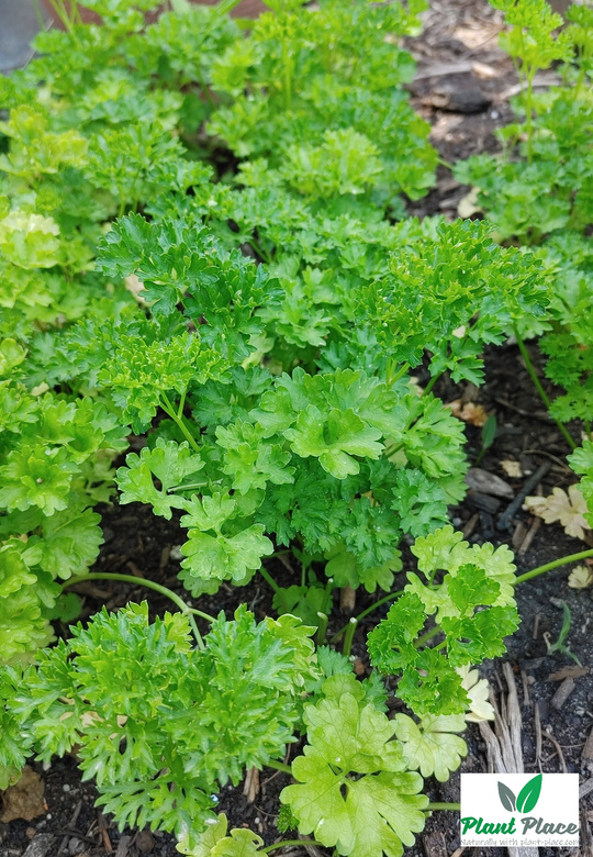 Moss Curled 2 3g BIO Parsley (Petroselinum crispum)