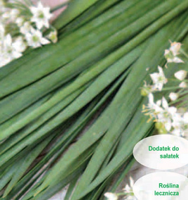 Garlic chives 1g (Allium tuberosum)