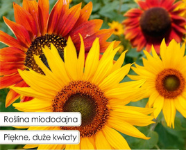 Decorative sunflower EVENING SUN + SUNSHINE mix 1.5g (Helianthus annuus)