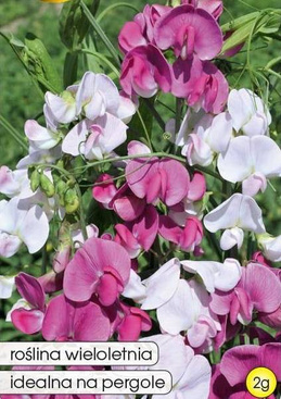 Broad-leaved everlasting pea mix 2g (Lathyrus latifolius)