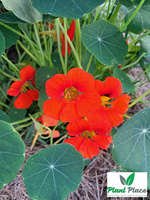 Nasturcja karłowa mix 6g (Tropaeolum maj. nan. maximum)