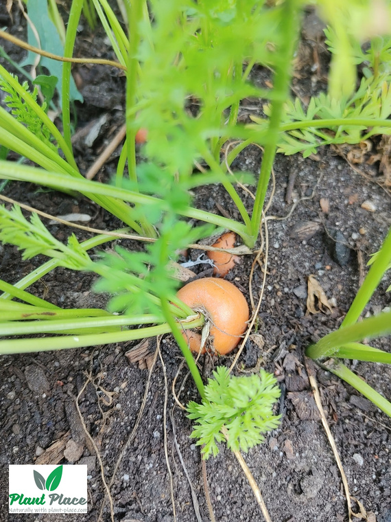 Edible carrot PARIJSER MARKT 4 round 3g (Daucus carota)