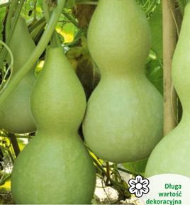 Common gourd BIRDHOUSE 1g