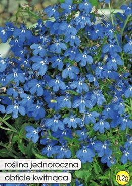 Blue Lobelia 0.2g (Lobelia erinus)