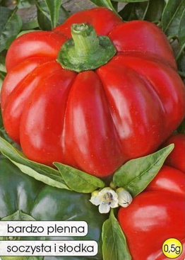 OLEŃKA Pepper 0.5g (Capsicum annuum)