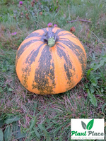 Shell-less common pumpkin JUNONA 5g (Cucurbita pepo)