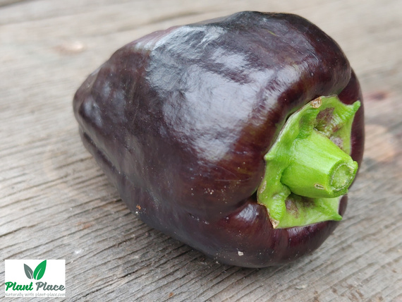 ZULU Pepper 0.5g (Capsicum annuum)