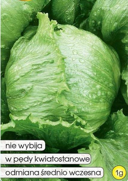 Crisphead lettuce LARSEN 1g (Lactuca sativa var.capitata)