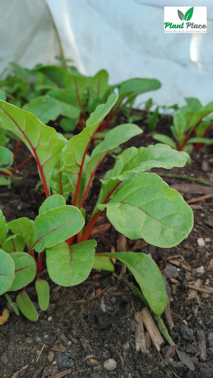 Leaf beet RHUBARB CHARD 3g (Beta vulgaris sub. cicia)