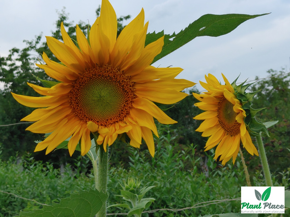 Edible garden sunflower 20g (Helianthus annuus)