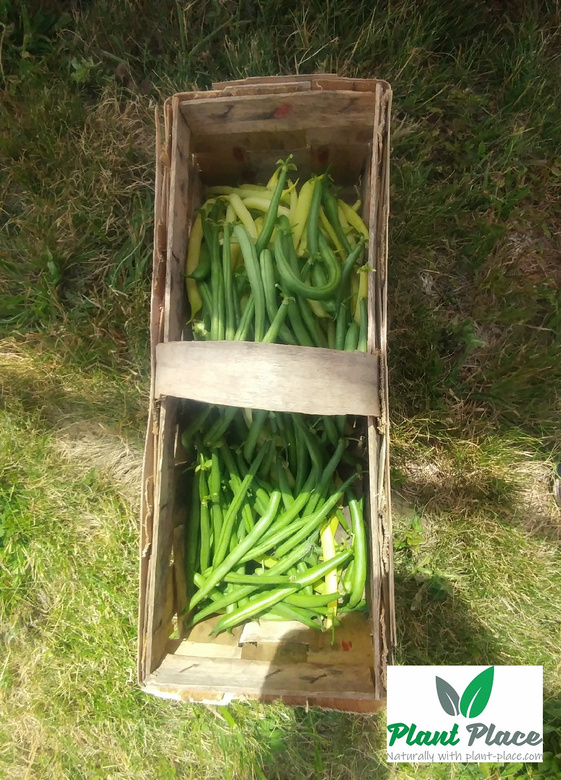 Fasola szparagowa żółta karłowa BERGGOLD 50g (Phaseolus vulgaris)