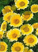 Yellow-white Laja 0.5g (Laya platyglossa)