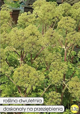 Angelica archangelica (Archangelica officinalis) 0.3g