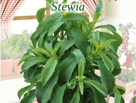 Stevia SWEETHEART 0.008g (Stevia rebaudiana)