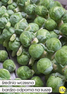 Brussels Sprouts DOLORES F1 0.5g (Brassica oleracea L. var. gemmifera)