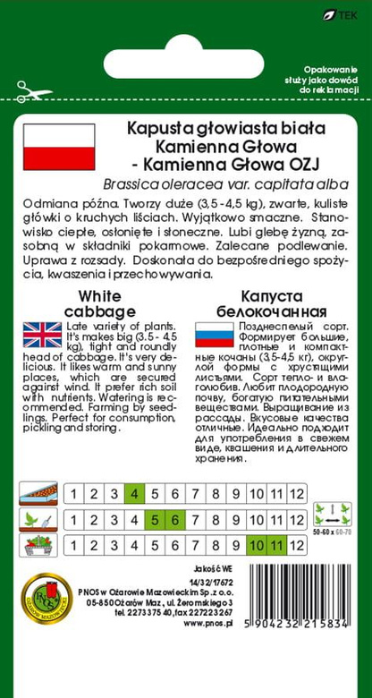 Kapusta głowiasta biała KAMIENNA GŁOWA - KAMIENNA GŁOWA OZJ 5g (Brassica oleracea var. capitata alba)