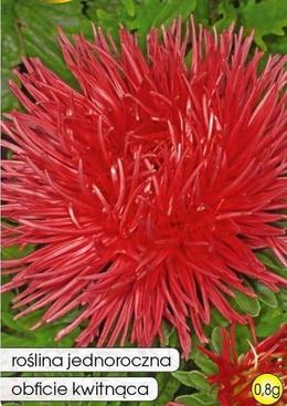 Red Needle Aster 0.8g (Callistephus chinensis fl. pl.)