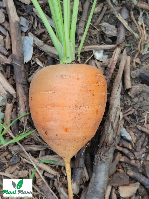 Edible carrot PARIJSER MARKT 4 round 3g (Daucus carota)