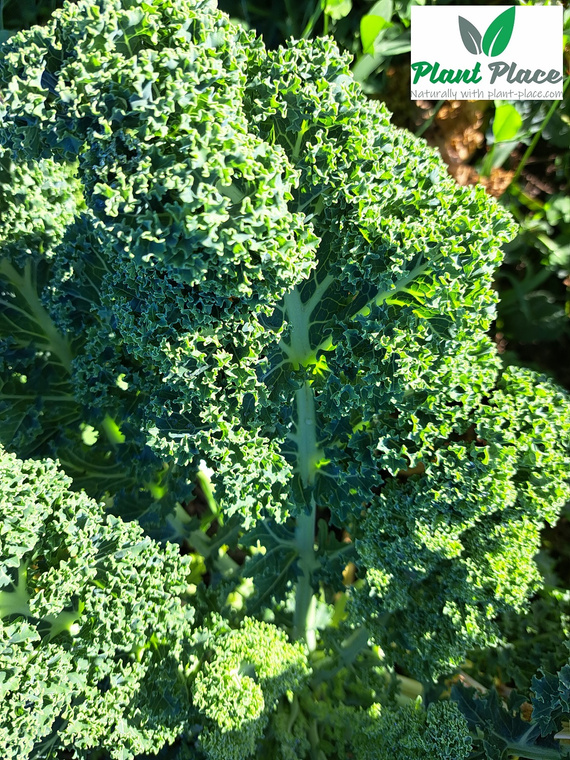 Dwarf Green Curled Kale 5g (Brassica oleracea L. convar. acephala)
