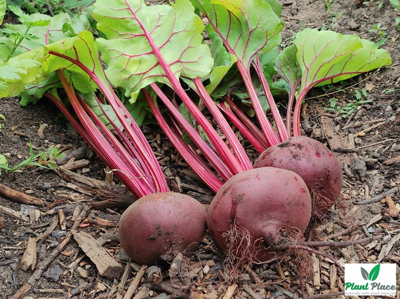 Burak ćwikłowy DEGYPTE 20g (Beta vulgaris)