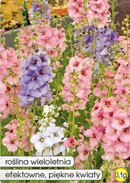 Purple Mullein Mix 0.1g (Verbascum phoenicum)