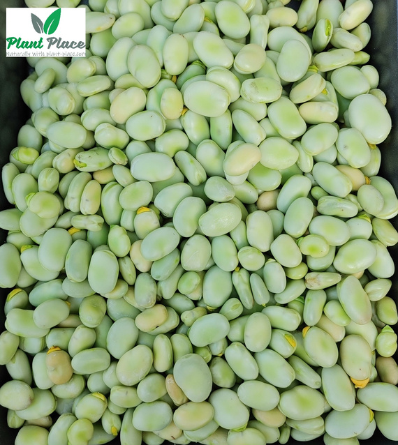 Garden bean BONZO 50g (Vicia faba)