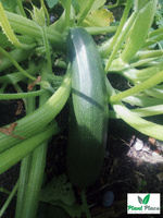 Zucchini Pumpkin Common NEFRYT F1 3g (Cucurbita pepo)