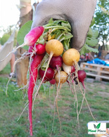 Snow White Radish 10g (Raphanus sativus var. sativus)