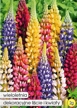 Perennial Lupin RUSSEL mix 2g (Lupinus polyphyllus)