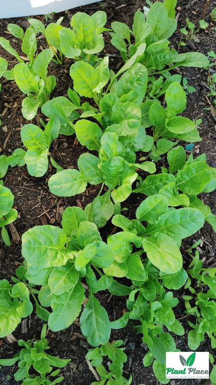 Leaf beet LUCULLUS 5g (Beta vulgaris sub. cicia)