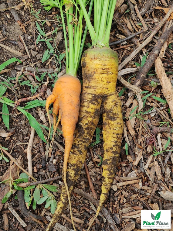 Edible Carrot Multicolor Mix 2g (Daucus carota)