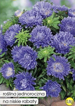 Aster karłowy niebieski 0,8g (Callistephus chinensis fl. pl.)