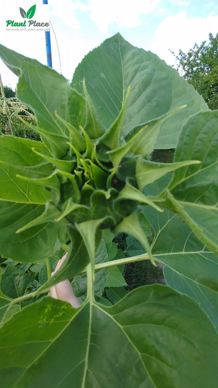 Słonecznik ogrodowy jadalny 20g (Helianthus annuus)