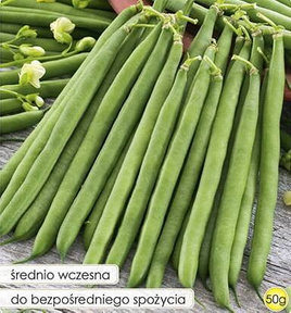Fasola szparagowa zwykła karłowa zielona DOMENA 50g (Phaseolus vulgaris)